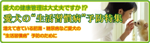 愛犬の生活習慣病予防